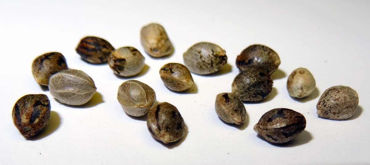 Why cannabis seeds are essential?
